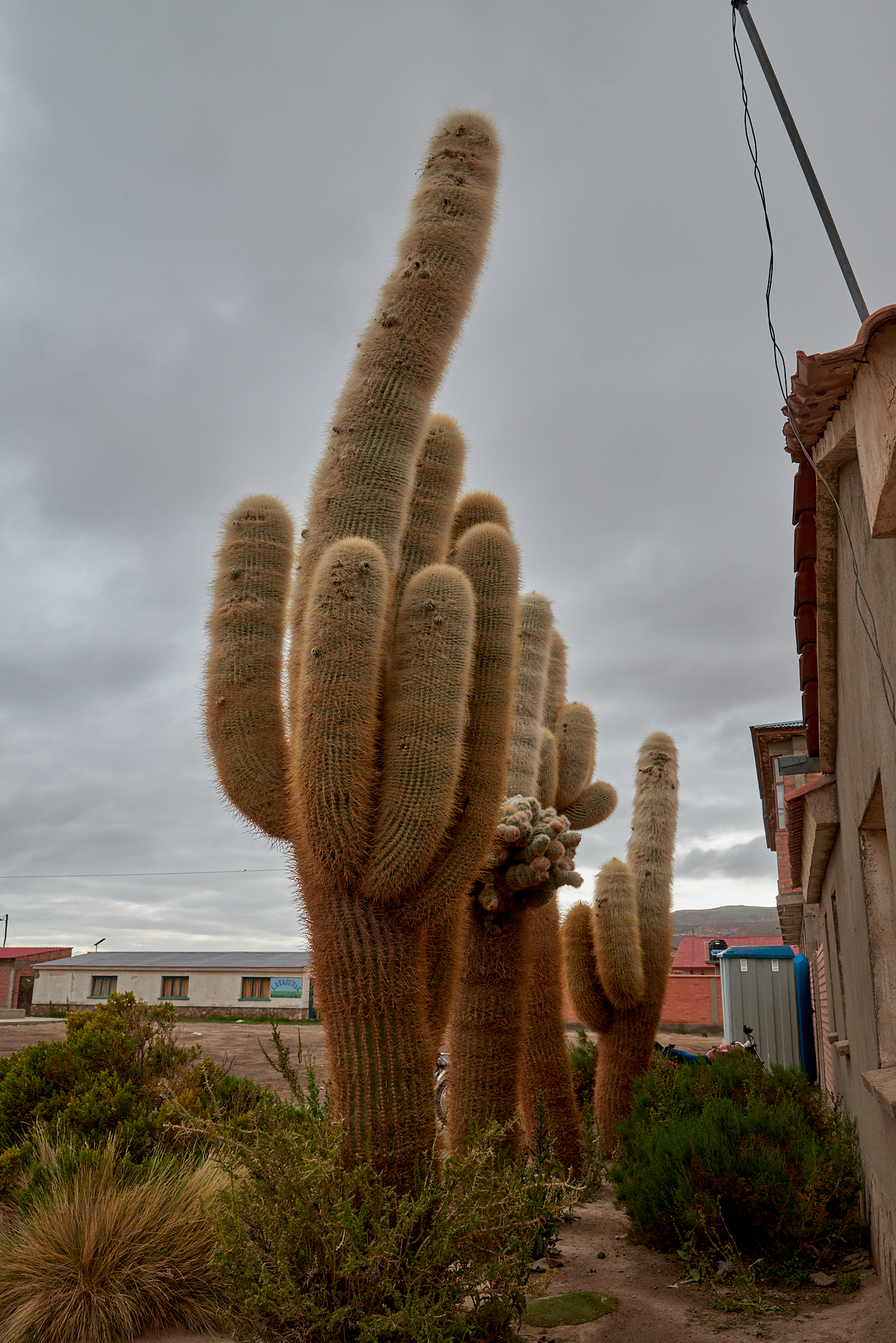 20200313 428 [볼리비아] 산 후앙
